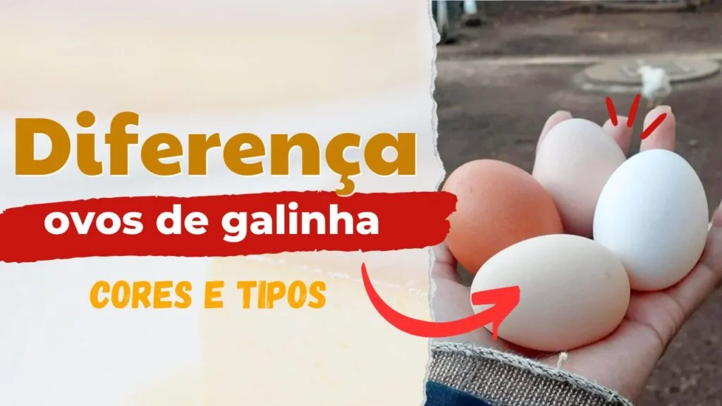 diferença na cor e tipos de ovos de galinha